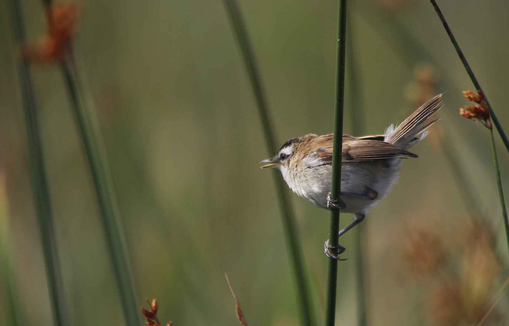 Moustached Warbler